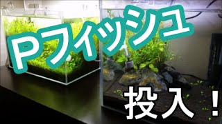 【Ｐ】パイロットフィッシュを投入します‼ / 30㎝キューブ水槽【アクアリウム・熱帯魚・水槽】 】