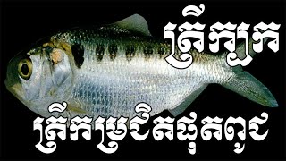 ត្រីក្បក-ត្រីកម្រជិតផុតពូជ-Laotian shad