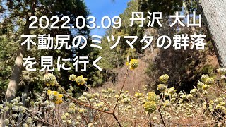 【ハイキング】 2022.03.09 丹沢 大山 不動尻のミツマタを見に行く