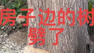 危险动作请勿模仿 光头强 油锯 解压视频 解压 树太靠近房子，太危险了