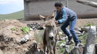 KIRAÇ. Eşeği Saldım Çayıra. KARS IĞDIR versiyonu çok KOMİK