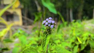 ──”♡🦋♡”──ফুলের সৌন্দর্য 🦋🦋🦋★★