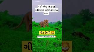 ગીર કેશરી. આટલી નજીક થી જોવો હોય તો આવો કાઠિયાવાડ ગીર માં #girl #girkeshari