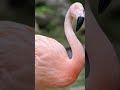 #Flamingos really are what they eat... | #AnimalPlanet #shorts