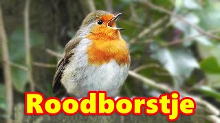 Robin Birds Singing and Being Awesome : Robin is Roodborstje in Dutch