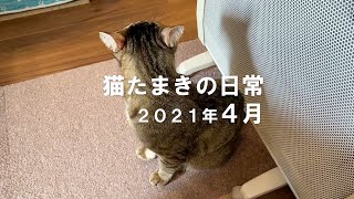 猫たまきの日常２０２１年４月