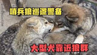 一群大型犬靠近狼圈，哨兵狼开启巡逻警备，大姐躲在角落不敢靠近