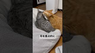 耳を重点的に舐める猫の福　#cat #shorts #ねこ