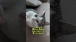 北国育ちっぽい飼い主『どうしたのぉ？』猫『お前がどうした』　#shorts #猫　#北海道弁　#訛り　#アテレコ　#マンチカン　#もふもふ　#ねこのいる生活 #短足マンチカン　#cat