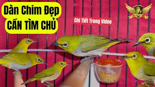 Tìm Chủ Cho Những Chú Chim Này - Loạt Mộc Đẹp Chuyện Tít Cần Người Chăm Sóc - Pleci Bird | KTB