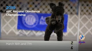 AKC National Obedience Championship! AKC.TV Ring 1 and Ring 8