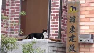 길가던 중에 만난  귀엽고 예쁜 고양이.CUTE CAT.   Jeonju. KOREA .