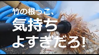 【高圧洗浄機】竹の根っこを洗う ［Wash Bamboo Roots］