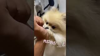 逮捕の練習中の妹ポメラニアン #ポメラニアン #pomeranian #shorts #癒し #逮捕