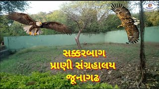 Junagadh | sakkarbag | જૂનાગઢ | પ્રાણીસંગ્રહાલય