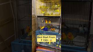 Start ₹150/- 😱 Cheapest Pet Market In Mumbai #shortsfeed #birds #pet