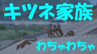 ホンドギツネの家族団欒　～昔話に出てくる日本の狐たち～