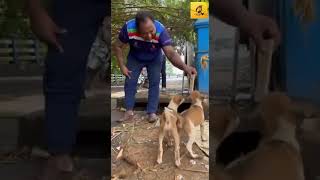 ദൈവമേ ഈ കുഞ്ഞുങ്ങളെ കാത്തുകൊള്ളണേ #shorts #youtube #hachikoanimalrescue #free adoption