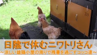 日陰で休むニワトリさん～涼しい雄鶏小屋の周りで残暑を過ごすコッコ達～