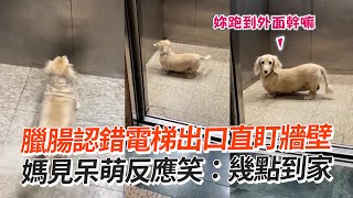 臘腸認錯電梯出口直盯牆壁　媽見呆萌反應笑：幾點到家｜寵物動物｜狗｜臘腸犬｜精選影片