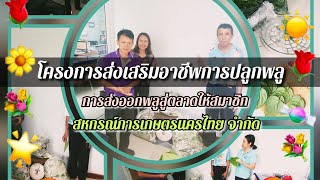 โครงการส่งเสริมอาชีพการปลูกพลูEp.2 6ต.ค.66#เกษตรกร #สหกรณ์