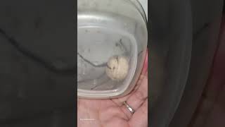 Gigantic Spider Egg Sac Bursts
