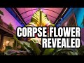 Unveiling the Rarely Seen 'Corpse Flower': You Won't Believe What Happens Next!