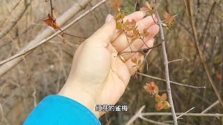 盆景哥挖到一棵双杆雀梅，叶子己经开始长红芽了