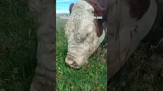 Çok istenilen 2. Part #cow #inek #hayvansevgisi #animals #asmr