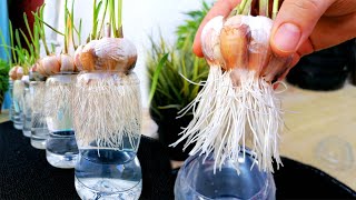 Garlic Growing in Plastic Bottles/ഒരു അല്ലി വെളുത്തുള്ളി മതി വെളുത്തുള്ളി വീട്ടിൽ കൃഷി ചെയ്യാം.