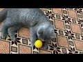 yeni evladımız british shorthair lady