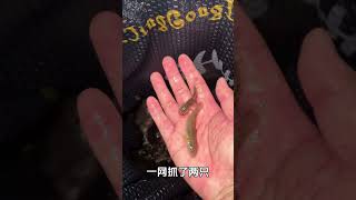 这次野采的鱼又大又好看！ 逮鱼摸虾 鱼缸里的大自然 原生鱼 虾虎鱼 野采原生鱼