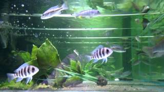 About cyphotilapia frontosa