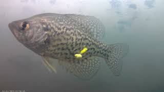 Underwater Ice Fishing Camera Footage