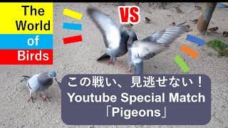 【Pigeons Special Match】🕊ハト VS 鳩バトル🕊WILD BIRDS「حيوان معركة」जानवर,लड़ाई