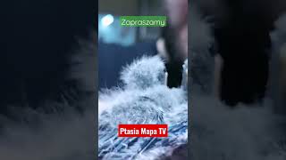 Ptasia Mapa TV