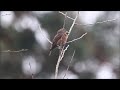 vietnamese crossbill