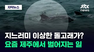 [자막뉴스] 지느러미 이상한 돌고래가?…요즘 제주서 벌어지는 일 / JTBC News