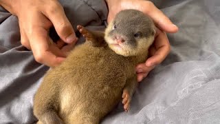 When Baby Otter Wants To Be Cuddled