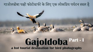 Gajoldoba tourist spot | Gajoldoba birding | Birding at Gajoldoba | Gajoldoba Siliguri