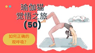 【瑜伽猫觉悟之旅 50】如何正确的观呼吸？   #瑜伽修炼 #瑜伽哲学 #灵性成长 #觉悟 #能量提升 #实修分享