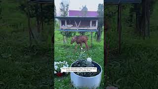 This family rescued a baby moose that was stuck between two rocks, then #moose #short