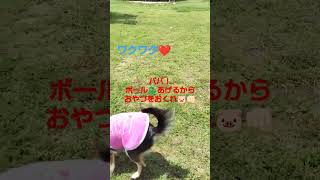 初貸切ドッグランにチワワ大興奮🐶❤🌳