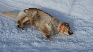 Golden Retriever Enjoys Sliding on Snow