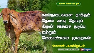 கால்நடைகளை தாக்கும் தோல் கட்டி நோயும் அதன் சிகிச்சை தடுப்பு மற்றும் மேலாண்மை முறைகள் | 23.08.2023