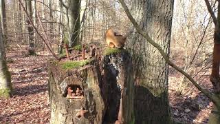 Der Zauberwald bei Fischbach (Pfalz)