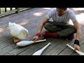 Duck Learns To Juggle