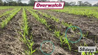 Overwatch™ Herbicide Control of Late Emerging Ryegrass, Goroke VIC