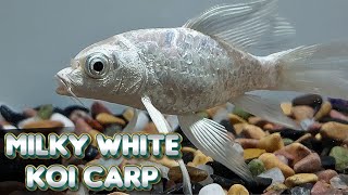 Milky White Koi Carp Guide | Lifespan, Tank Size \u0026 Tankmates Explained