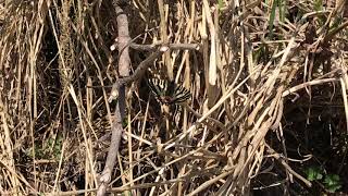 ヒメギフチョウ / Luehdorfia puziloi  白馬五竜 2018/04/30 Goryu Hakuba Nagano, Butterfly of Japan